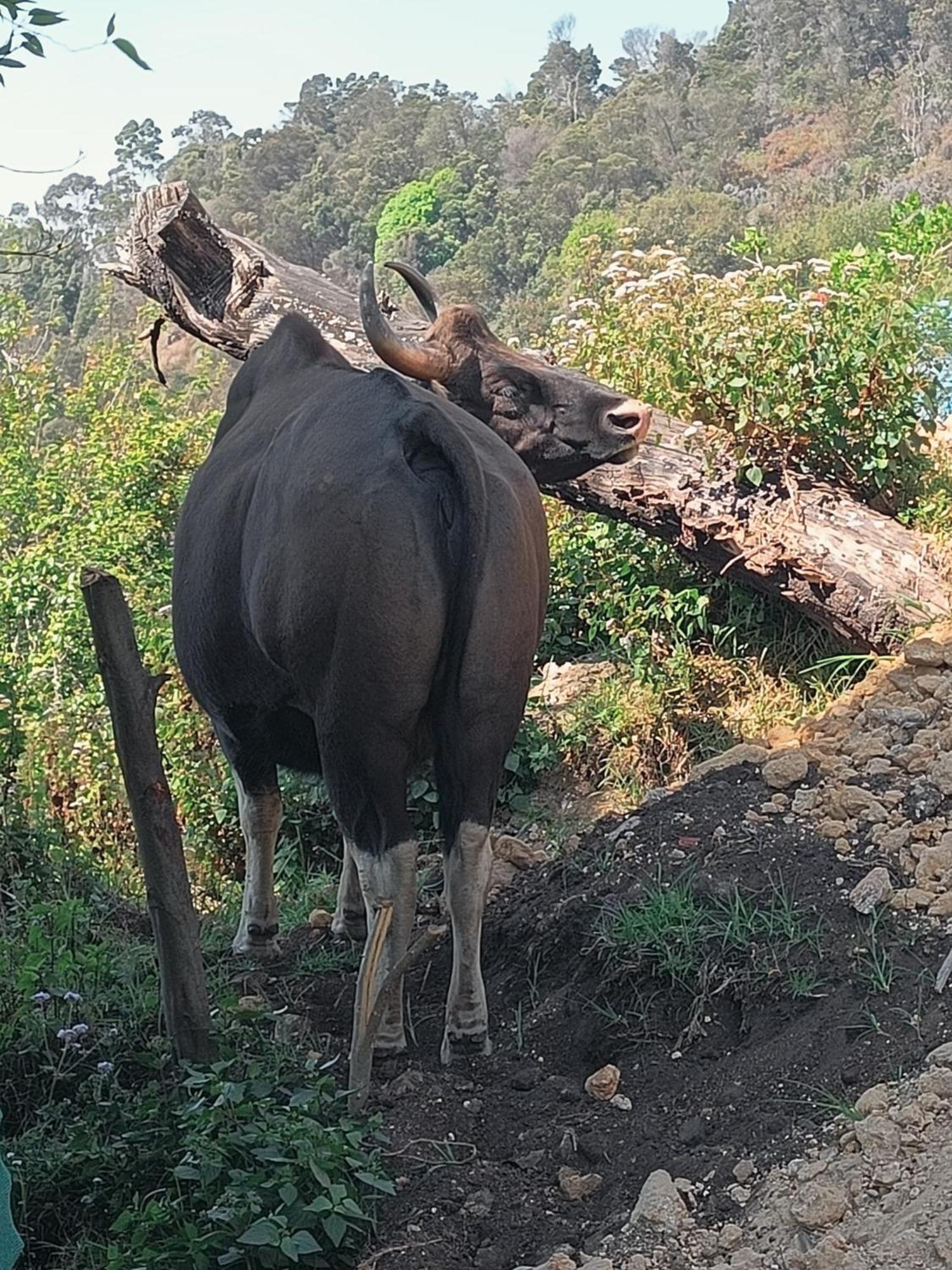 Cozy Huts Villa Kodaikanal Kültér fotó